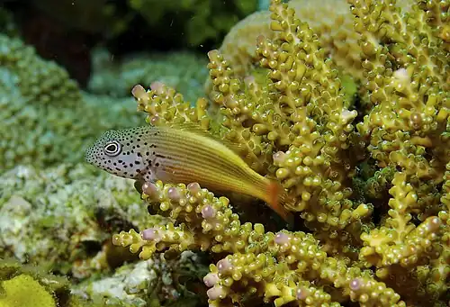 Image 20 Black-sided hawkfish Photograph: Nick Hobgood A juvenile black-sided hawkfish, a species of hawkfish from the Indo-Pacific. It is occasionally found in the aquarium trade and is also of minor importance to local commercial fisheries. It grows to a total length of 22 cm (9 in). More selected pictures
