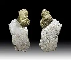 Pyritized specimen of the brachiopod Paraspirifer bownockeri