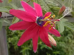 Passiflora 'Jardin Jungle 99'