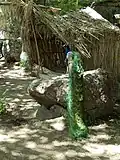 Indian peafowl