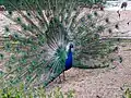 Peacock near pond