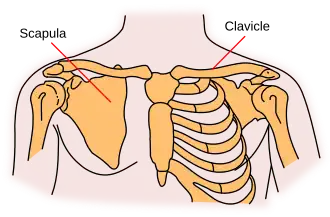 The scapula, on left.
