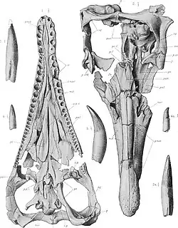 illustration of Peloneustes skulls seen from above and below