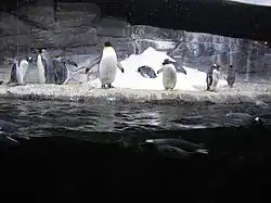 Penguins