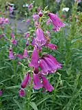 Flowers of Penstemon campanulatus