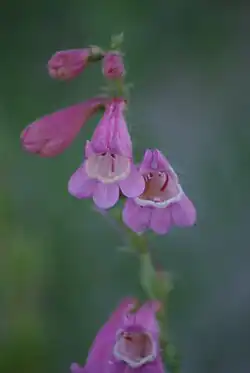Flowers of Penstemon clutei