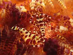 Periclimenes colemani on an Asthenosoma varium.