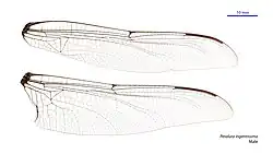 Male wings