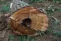 Hollow log at stump level---An extreme case of infection