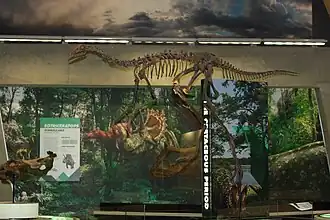 Struthiomimus altus at the museum