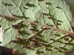 "Phragmidium mucronatum" found on "Rosa canina" in Beskid Wyspowy, Śnieżnica, Poland