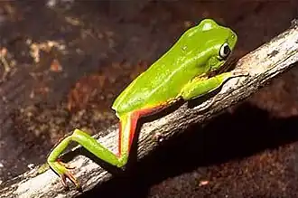 Phyllomedusa distincta