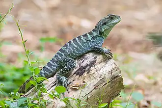 Gippsland water dragon