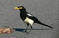 Yellow-billed magpie