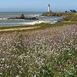 Pigeon Point Lighthouse with wildflowers (view from the South)