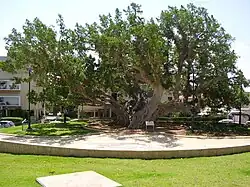 Ancient sycamore tree, Umm Khalid