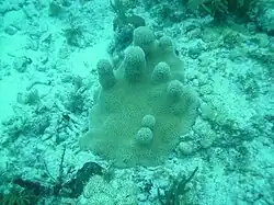 A small colony of pillar coral at Marker 32 reef, June 2010