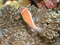 Pink anemonefish at Bunaken National Park, Indonesia