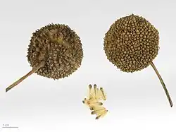 Platanus x hispanica. (London plane tree)