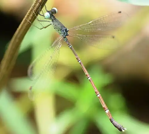 Female
