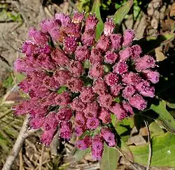 Shrubby fleabane (Pluchea odorata)