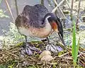 Podiceps cristatus with nest and eggs, Sweden 2013