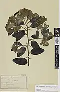 Herbarium specimen