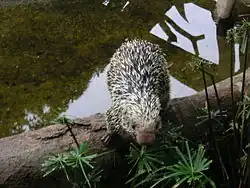 Black and white porcupine