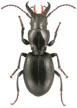 Promecognathus crassus