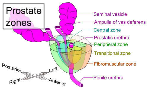Zones of prostate