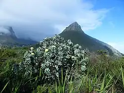 A medium-sized tree with Lion's Head in the background