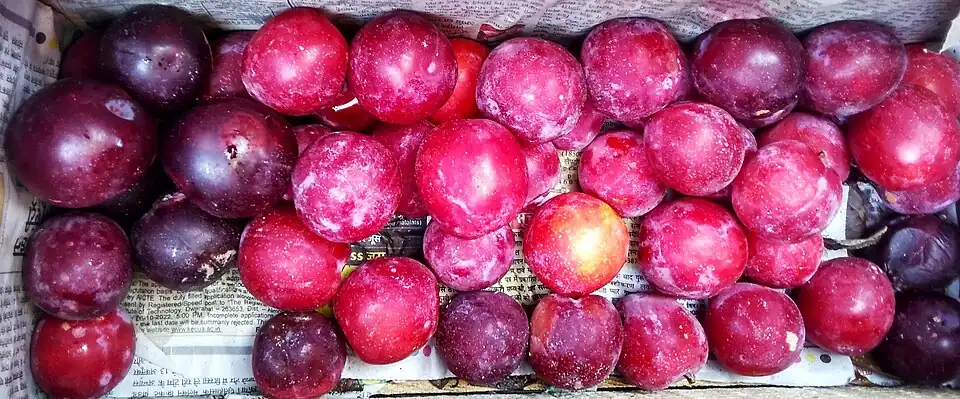 Harvested ripe fruits