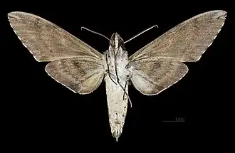 Psilogramma increta ♂ △