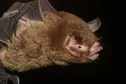 Brown bat head