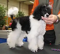 Miniature parti-Poodle