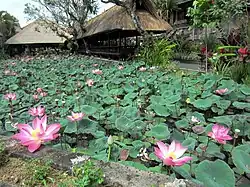 Lotus pond as part of Balinese landscape architecture.