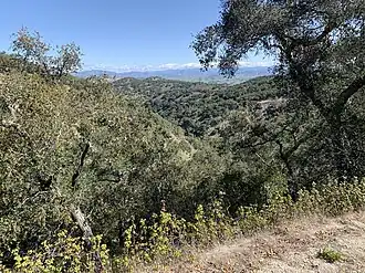 A hillside with trees, blue sky, and mountains in the distance.