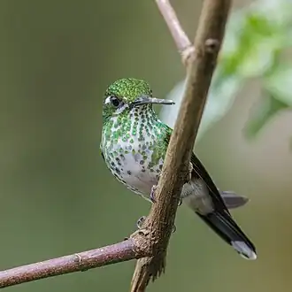female, Ecuador