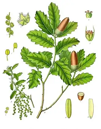 Illustration of Q. lusitanica showing staminate (left) and pistillate flowers (right)