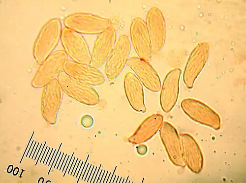 The cylindrical to S-shaped spores bear characteristic longitudinal striations.