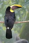 Chestnut-mandibled toucan (Ramphastos ambiguus swainsonii)