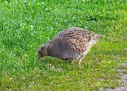 Grey partridge, Morups Tånge, Falkenberg, Halland