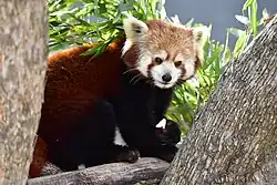 Red panda eating an apple