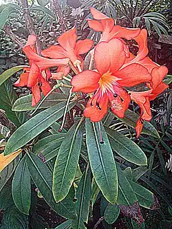 R. javanicum subsp. brookeanum