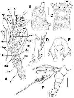 Monstrillopsis planifrons, armature of the right antennule