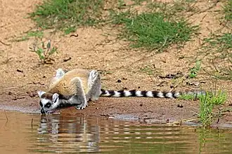 Ring-tailed lemur