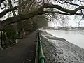 River Thames by Bishop's Park