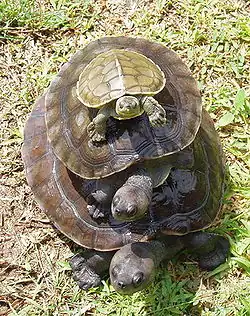 Northern river terrapin(Batagur baska)