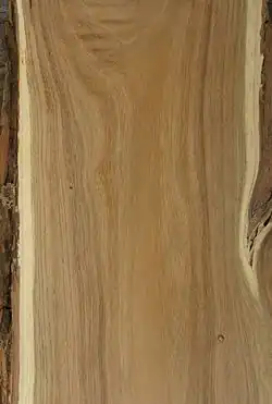 Robinia pseudacacia wood