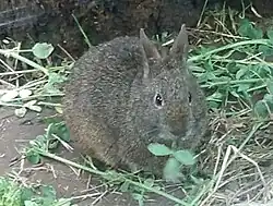 A photo of a volcano rabbit with a plant in its mouth